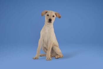 Nicky -  Labrador Retriever Dog for Adoption in Wolcott, Connecticut - Nicky | PetCurious
