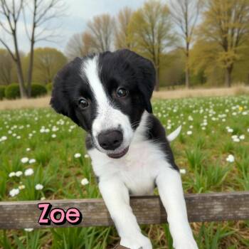 Laces AKA Zoe -  Australian Shepherd Dog for Adoption in New Baltimore, Michigan - Laces AKA Zoe | PetCurious