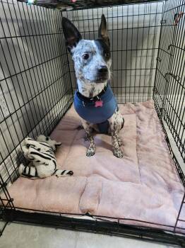 Callie (quiet,sweet, and calm) -  Australian Cattle Dog Blue Heeler Dog for Adoption in Grand Rapids, Michigan - Callie (quiet,sweet, And Calm) | PetCurious
