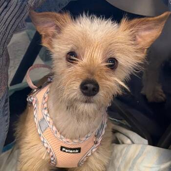 Cairn Terrier Dogs Available for Adoption - Gianna | PetCurious