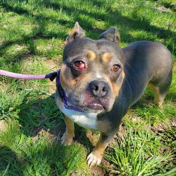 Staffordshire Bull Terrier Dogs Available for Adoption in Jersey City, New Jersey - Lulu | PetCurious