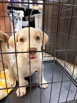 Kayda -  Hound Dog for Adoption in Mobile, Alabama - Kayda | PetCurious