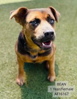 Bean -  Shepherd and Mixed Breed Dog for Adoption - Bean | PetCurious