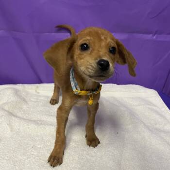 Rescue Coonhound and Mixed Breed Dogs for Adoption in North Myrtle Beach, South Carolina - Yippy | PetCurious