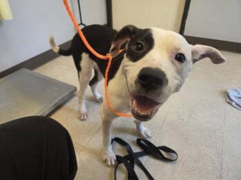 THREAD -  Pit Bull Terrier and Mixed Breed Dog for Adoption in Kent, Washington - THREAD | PetCurious