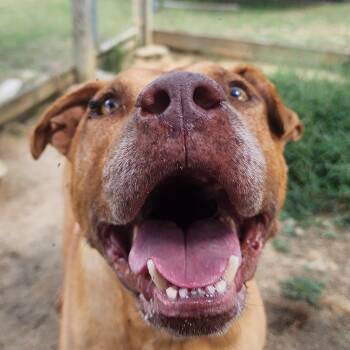 Rescue Mixed Breed Dogs for Adoption in Benson, North Carolina - Kio | PetCurious