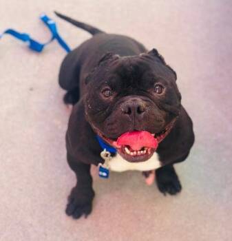 Claudius -  Mixed Breed Dog for Adoption in West Chester, Pennsylvania - Claudius | PetCurious