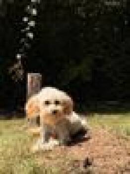 Terra -  Miniature Poodle Dog for Adoption in Blue Springs, Missouri - Terra | PetCurious