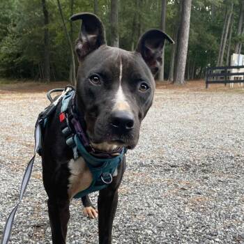 Rescue Pit Bull Terrier Dogs for Adoption in Washington, District Of Columbia - Asher | PetCurious