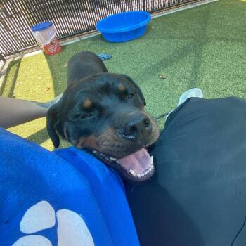 Wanda -  Rottweiler Dog for Adoption in Greensboro, North Carolina - Wanda | PetCurious