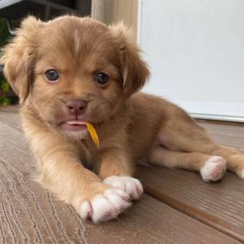 Chili -  Spaniel and Terrier Dog for Adoption in Brockport, New York - Chili | PetCurious