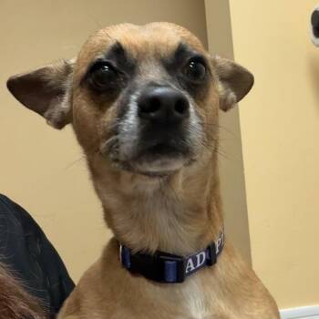FWT Cardinal -  Mixed Breed Dog for Adoption in Midland, Texas - FWT Cardinal | PetCurious