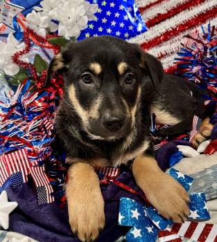Rescue German Shepherd Dog and Mixed Breed Dogs for Adoption in Corona, California - Marcy | PetCurious