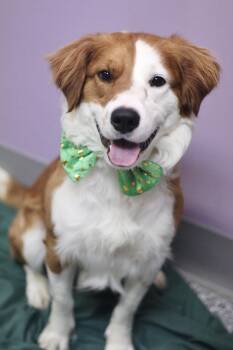 Retriever Dogs Available for Adoption - Clyde In NH! Come Meet Our Adoptable Dogs Wednesday-Saturday. Mo | PetCurious