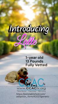 Latte all Day -  Chihuahua and Mixed Breed Dog for Adoption in Lockhart, Texas - Latte All Day | PetCurious