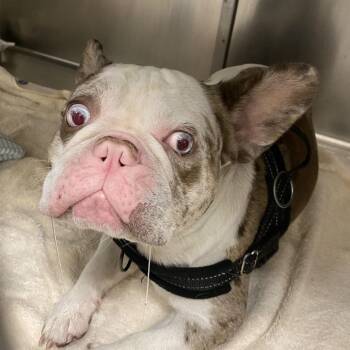 WAGS-Stray-22881 -  French Bulldog Dog for Adoption in Westminster, California - WAGS-Stray-22881 | PetCurious