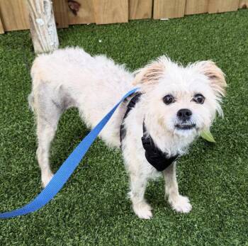 Fred -  Terrier Dog for Adoption in Fort Lauderdale, Florida - Fred | PetCurious