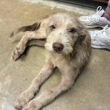 Snowpea- 100901U -  Schnauzer and Mixed Breed Dog for Adoption in Tupelo, Mississippi - Snowpea- 100901U | PetCurious