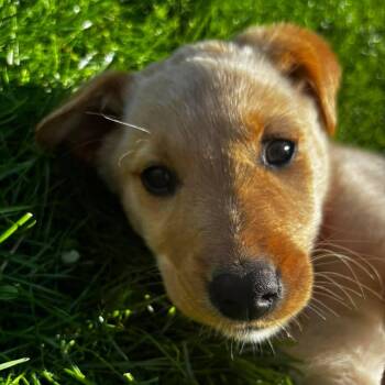 Yellow Labrador Retriever and Border Collie Dogs Available for Adoption in St. Thomas, Ontario - Scarlett | PetCurious