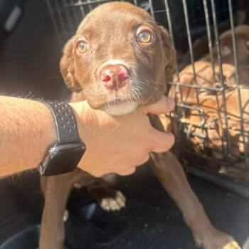 Chocolate Labrador Retriever Dogs Available for Adoption in Starkville, Mississippi - Pam | PetCurious