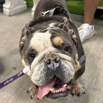 Igor -  English Bulldog Dog for Adoption in Las Vegas, Nevada - Igor | PetCurious