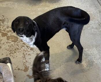 Rescue Australian Cattle Dog Blue Heeler and Australian Shepherd Dogs for Adoption in Bartlesville, Oklahoma - Wishbone | PetCurious