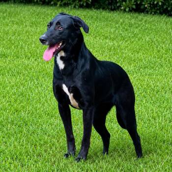 Libby Rose -  Flat Coated Retriever and Shepherd Dog for Adoption in Enterprise, Alabama - Libby Rose | PetCurious
