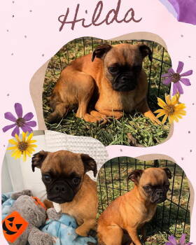 Rescue Pug Dogs for Adoption in Grand Bay, Alabama - Hilda | PetCurious