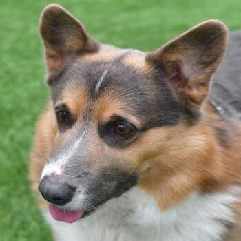 Tucker -  Corgi and Mixed Breed Dog for Adoption in Ottawa, Kansas - Tucker | PetCurious