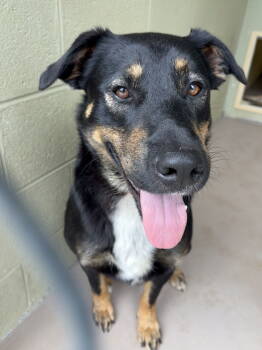 Rescue Shepherd Dogs for Adoption in Crossville, Tennessee - DELBERT | PetCurious
