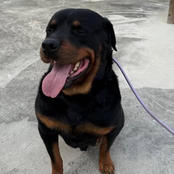 Rottweiler and Mixed Breed Dogs Available for Adoption in Austin, Texas - Yogi | PetCurious