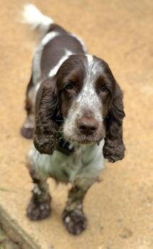 Nelson -  English Cocker Spaniel Dog for Adoption in Sandy Springs, Georgia - Nelson | PetCurious