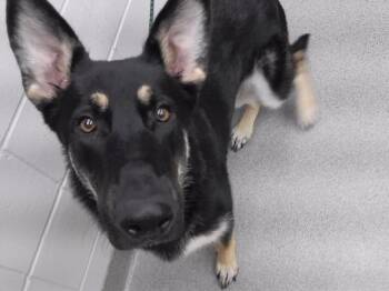 TSUME -  German Shepherd Dog and Mixed Breed Dog for Adoption in Omaha, Nebraska - TSUME | PetCurious