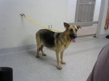 A187043 -  German Shepherd Dog and Mixed Breed Dog for Adoption in Pasadena, Texas - A187043 | PetCurious