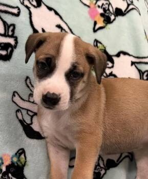 Scarlett Surprise -  Hound and Great Pyrenees Dog for Adoption in Andover, Massachusetts - Scarlett Surprise | PetCurious