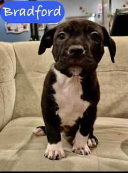 Pit Bull Terrier Dogs Available for Adoption - Bradford | PetCurious