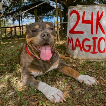 Rescue Staffordshire Bull Terrier and American Bulldog Dogs for Adoption in Houston, Texas - Meet Bruno Mars – Our “24K Magic” Senior Star | PetCurious
