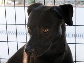 Rescue Black Labrador Retriever Dogs for Adoption in Butte, Montana - Shadow | PetCurious