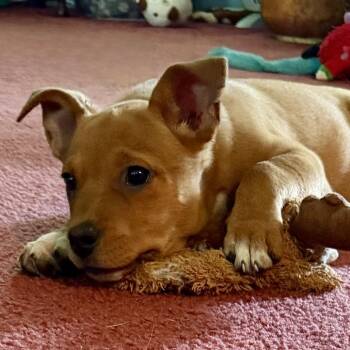 Jace -  Cattle Dog Dog for Adoption in Huntsville, Alabama - Jace | PetCurious
