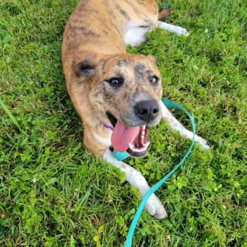 Hermana -  Catahoula Leopard Dog Dog for Adoption in La Grange, Kentucky - Hermana | PetCurious