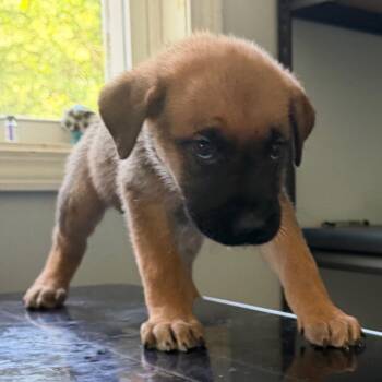 Phish -  Shepherd and Mixed Breed Dog for Adoption in Nashville, Tennessee - Phish | PetCurious