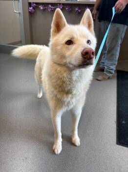 Sir Fur -  Husky Dog for Adoption in La Porte, Indiana - Sir Fur | PetCurious