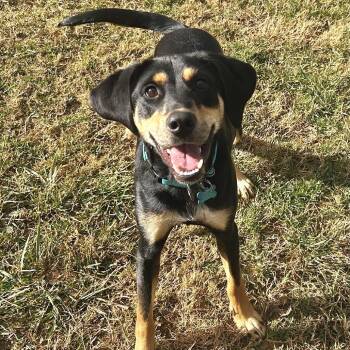 Spoon -  Black And Tan Coonhound Dog for Adoption in Johnson City, Tennessee - Spoon | PetCurious