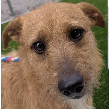 Rescue Terrier and Mixed Breed Dogs for Adoption in Fairfax, Virginia - Little Benny (Little Dog) | PetCurious