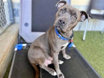 Pit Bull Terrier Dogs Available for Adoption in Brentwood, Missouri - VALENTINE | PetCurious