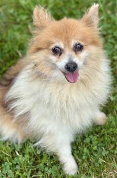 Rescue Pomeranian Dogs for Adoption in Malvern, Pennsylvania - Penny | PetCurious