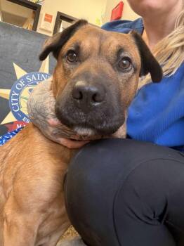 Shar Pei and Beagle Dogs Available for Adoption in Saint Charles, Missouri - Peach | PetCurious