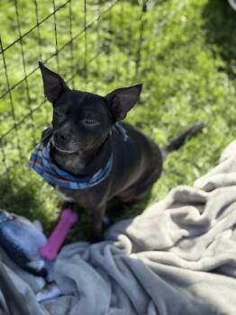 Jett -  Chihuahua and Miniature Pinscher Dog for Adoption in Phoenix, Arizona - Jett | PetCurious