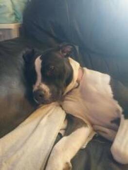 Precious -  Pit Bull Terrier and Mixed Breed Dog for Adoption in South Bend, Indiana - Precious | PetCurious