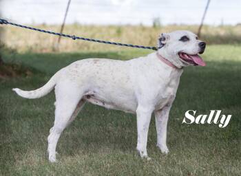 Sally -  American Bulldog Dog for Adoption in Stover, Missouri - Sally | PetCurious
